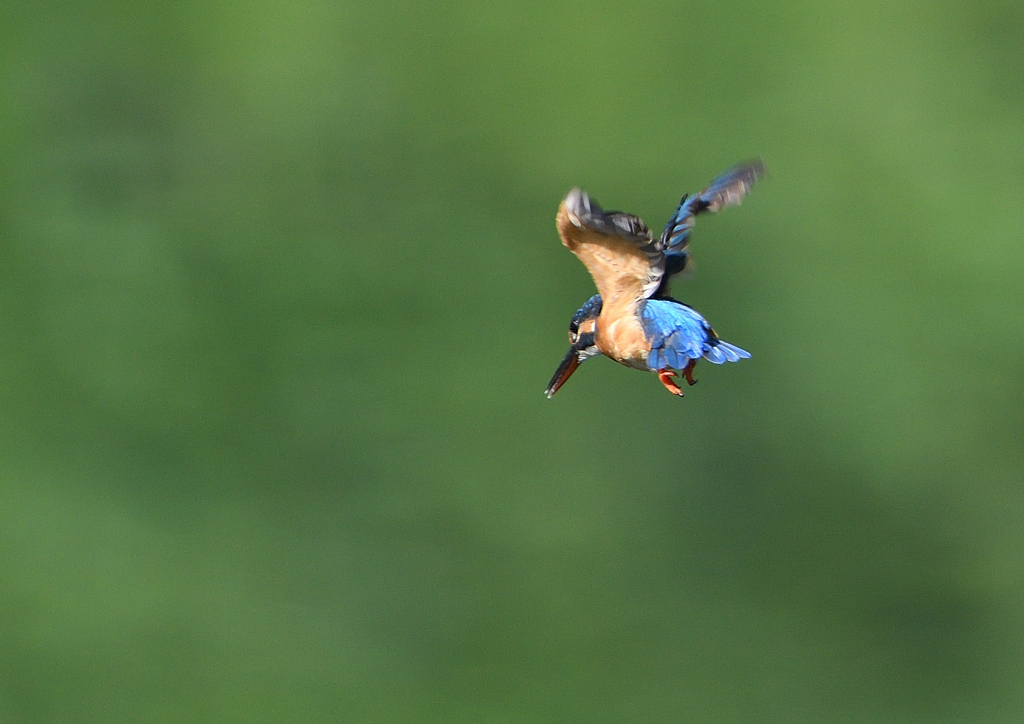成鳥の雌・ホバる　９/１０❷