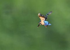 成鳥の雌・ホバる　９/１０❷