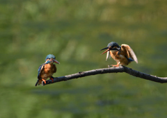 2羽のカワセミ　８/２５❸