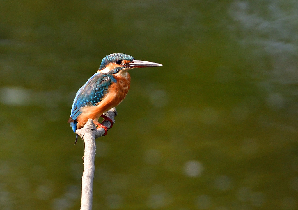 いつもの公園で　８/２３❺