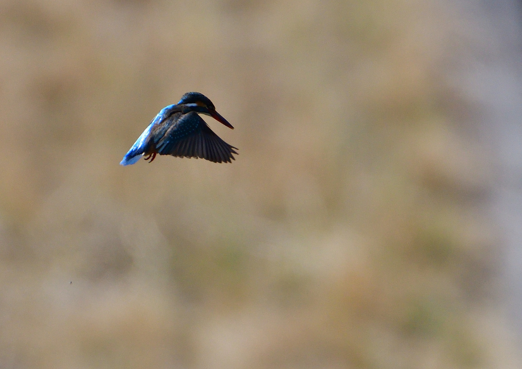 ホバ　３/１７❸