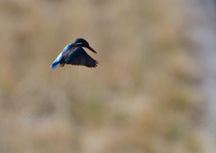 ホバ　３/１７❸