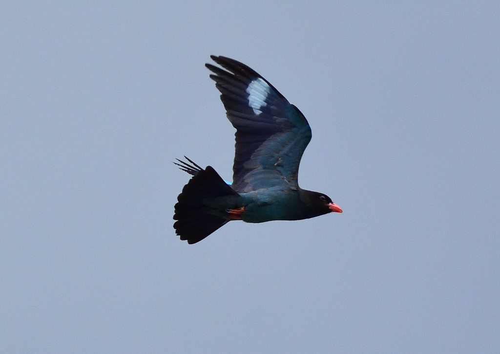 ブッポウソウ　７/２➓