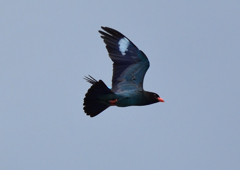 ブッポウソウ　７/２➓