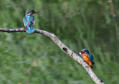 オスとメス　５/１７❸