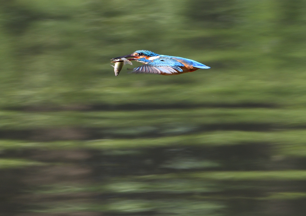 魚を・・・・　５/４❻