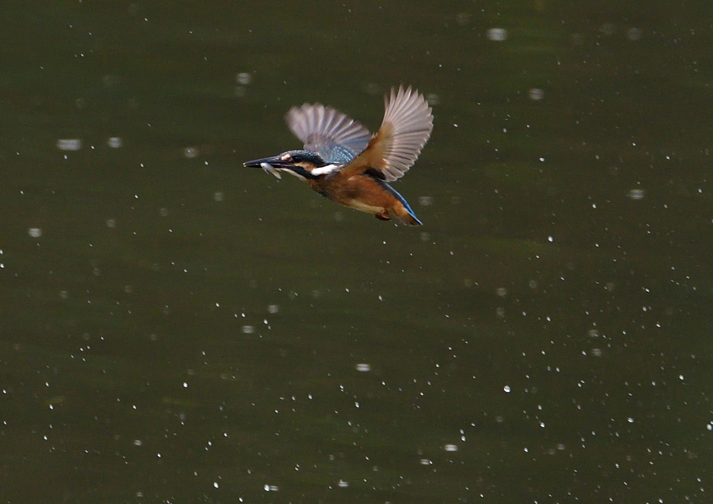 いつもの公園　若鳥登場　６/６❷
