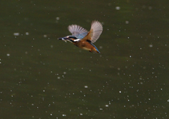 いつもの公園　若鳥登場　６/６❷