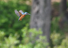 ホバ　４/１９❷