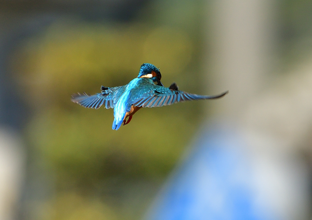 ホバ　３/２３❷