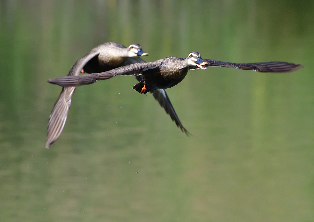 カルガモ　５/１３