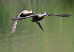 カルガモ　５/１３