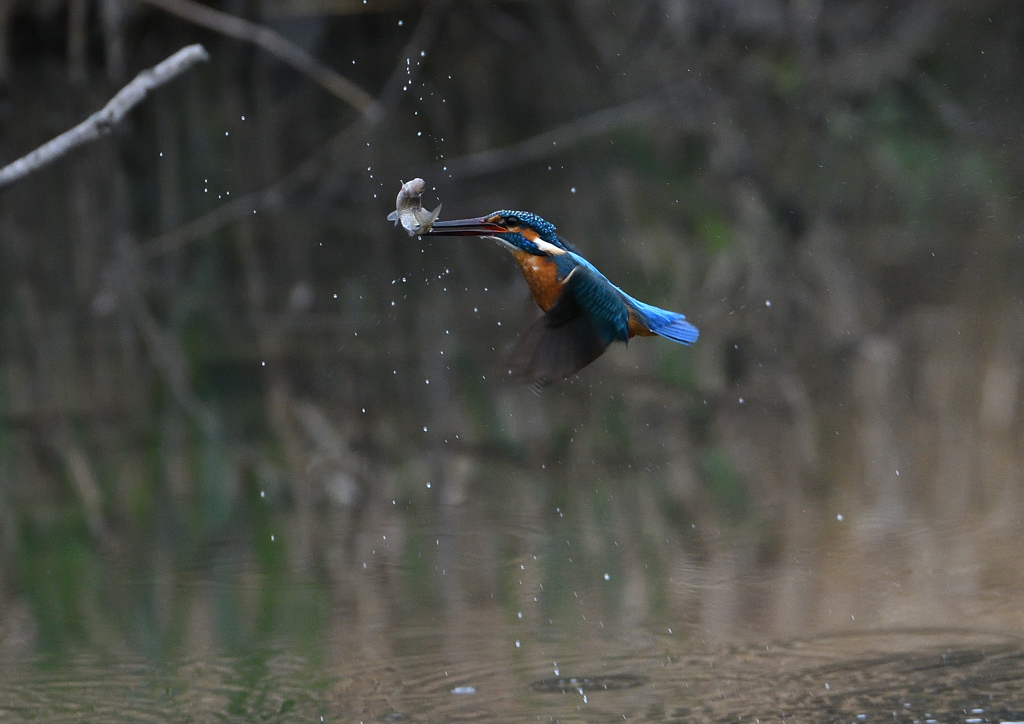 ダイブ　４/１２❷