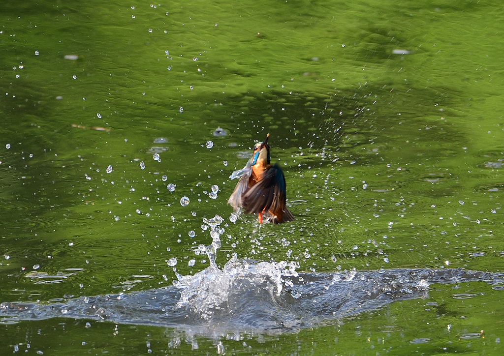 ダイブ　５/１２❻
