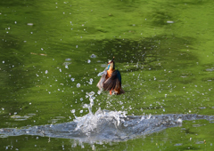 ダイブ　５/１２❻