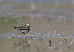 タヒバリ　２/２７❶