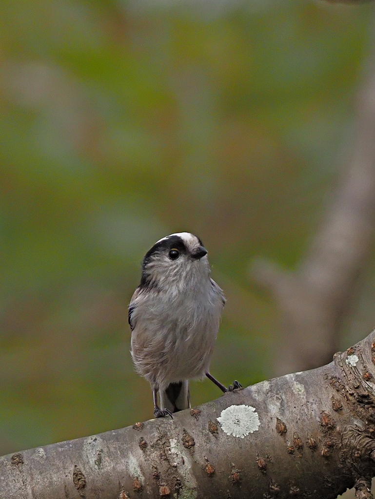 エナガ　１０/１２❷