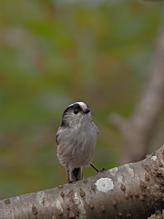 エナガ　１０/１２❷