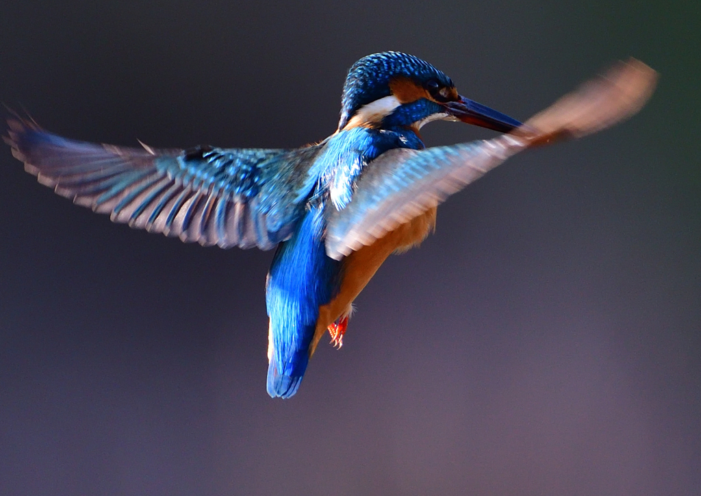 いつもの公園で　ホバ・ホバ・ホバ　１２/５❺