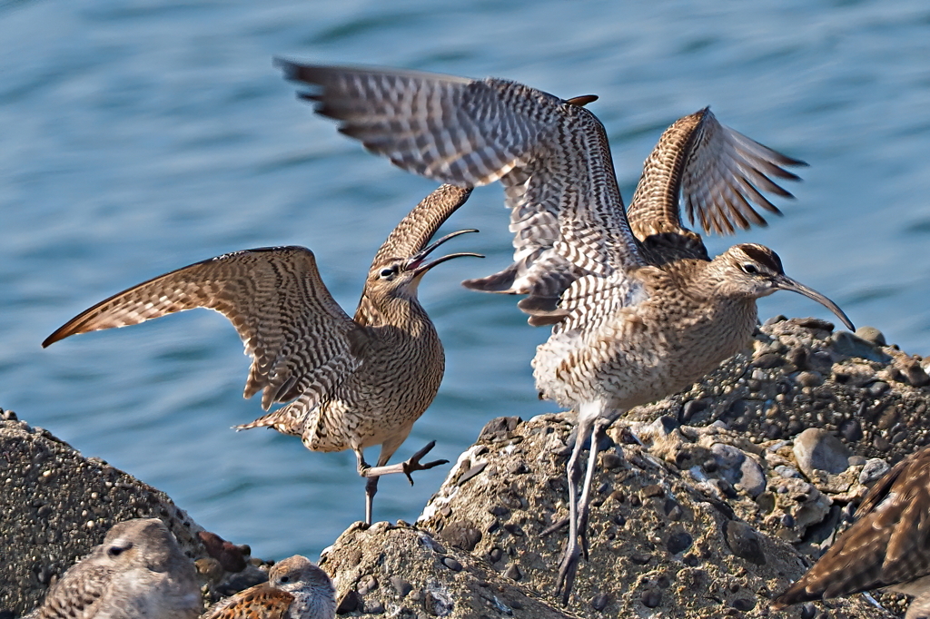 賑やかな海岸　５/４❷
