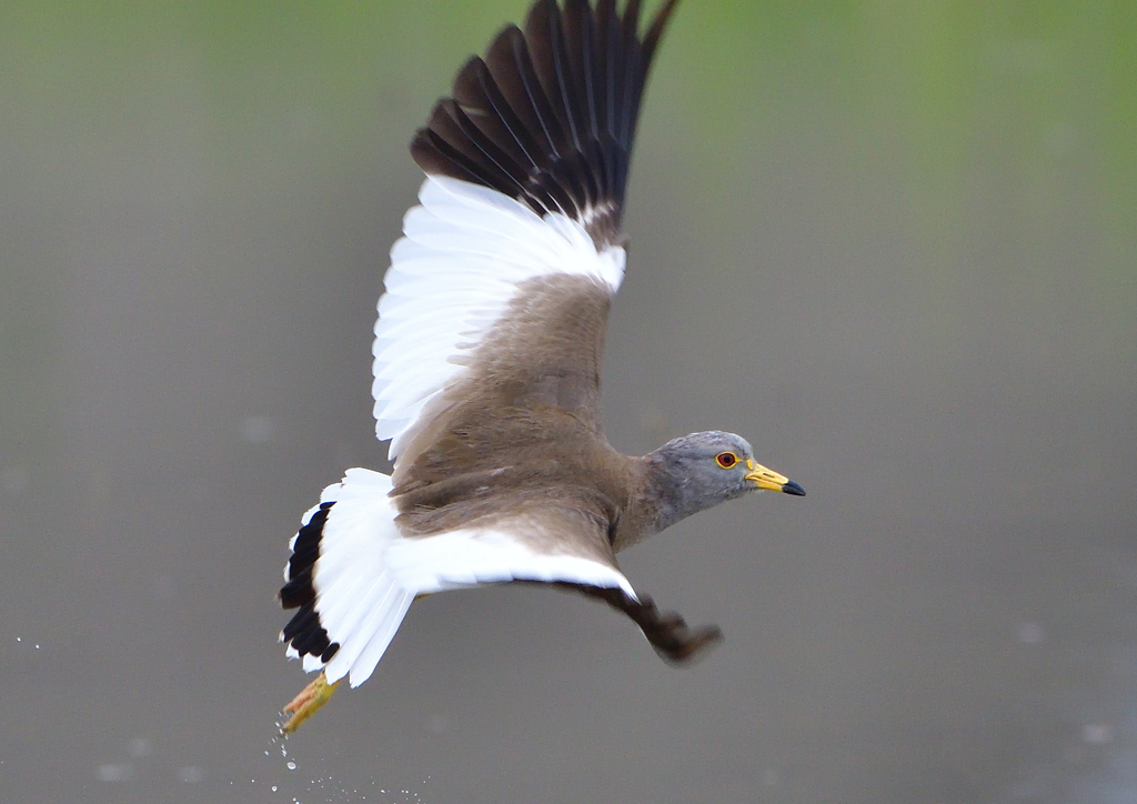 ケリ　５/２１❷