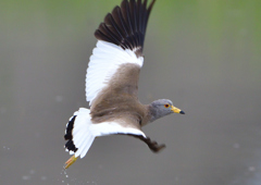 ケリ　５/２１❷