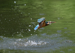 ダイブ　６/６❾