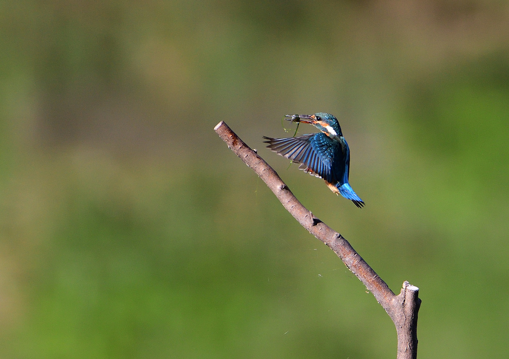 止まり木　８/１３❷