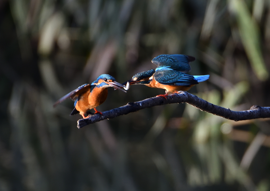 オスとメス　１１/１７❷