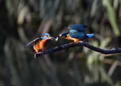 オスとメス　１１/１７❷