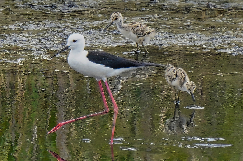 セイタカシギの親子　６/２２❶