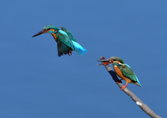 給餌　３/２３❼