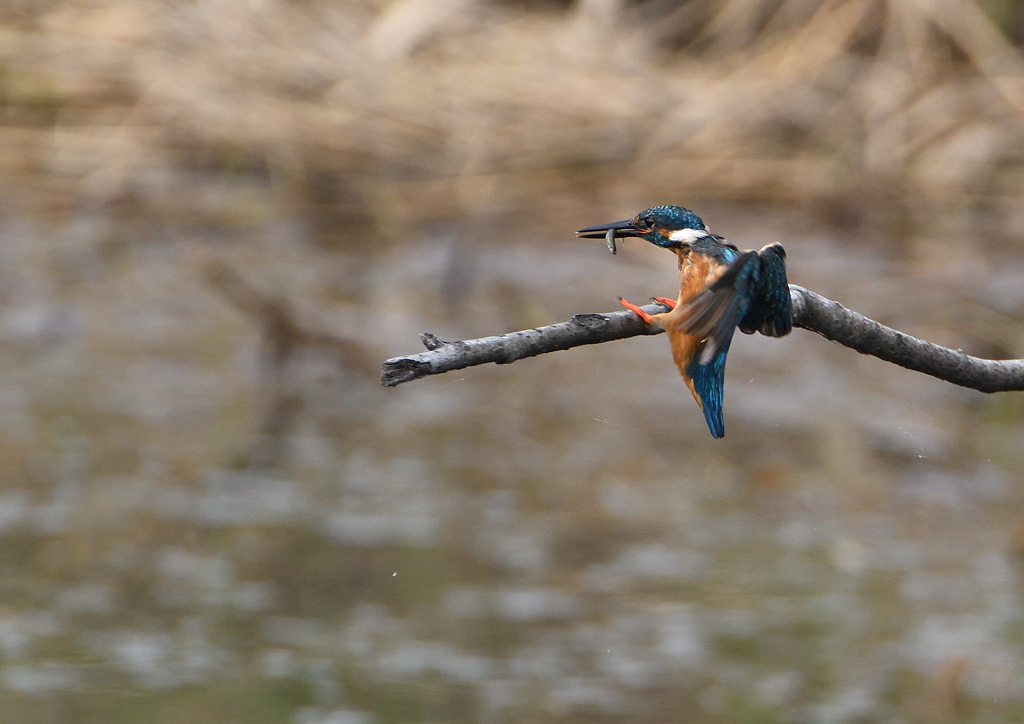 止まり木　７/３０❶