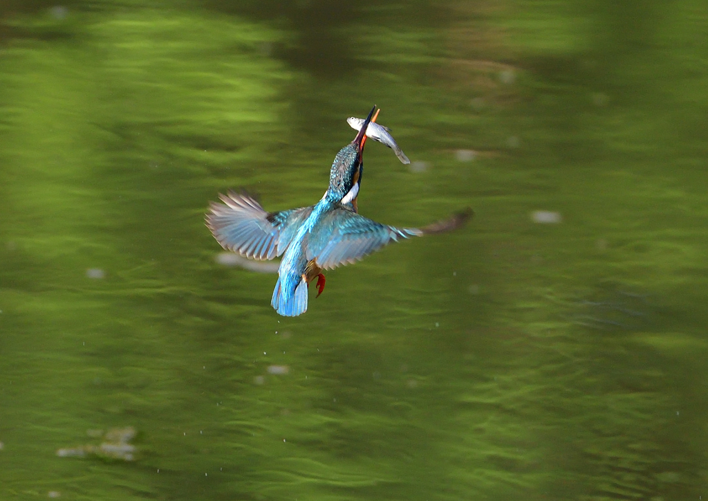 止まり木へ　５/１