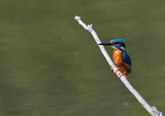 止まり木　５/１