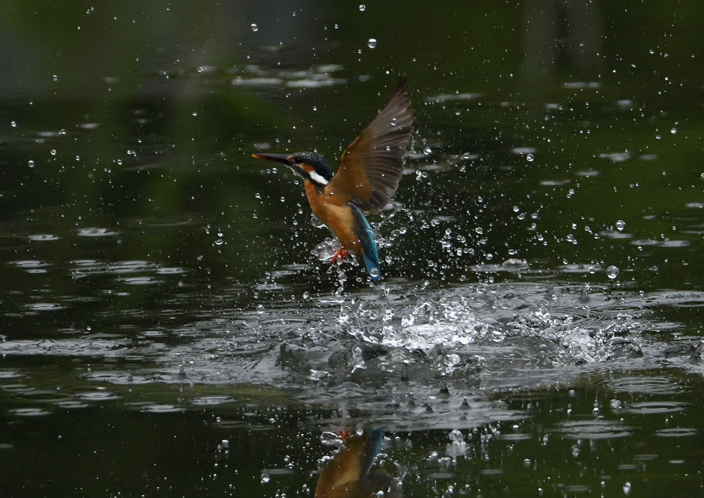今日のカワセミ❼