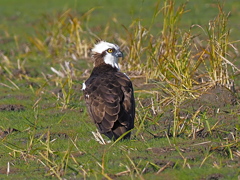 ミサゴ　１１/１０