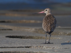 オオソリハシシギ　１０/１４