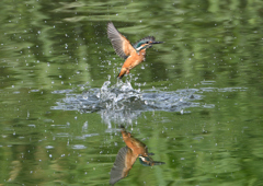 幼鳥、奮闘する　６/１４❻