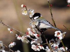 シジュウカラ　２/２５