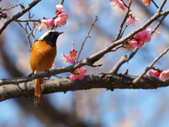 ジョウビタキ　２/２０