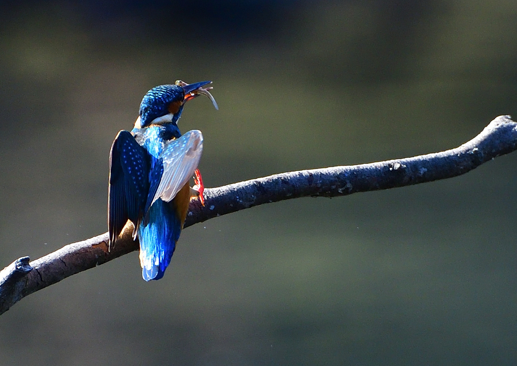 いつもの公園で　１１/１４❹