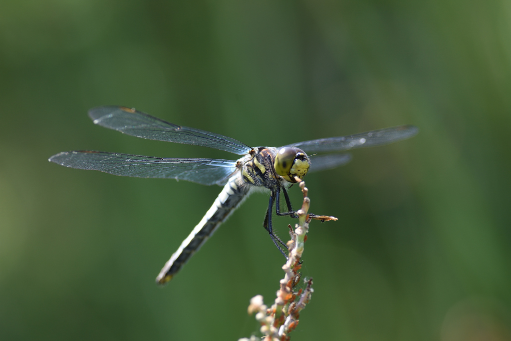 シオカラトンボ
