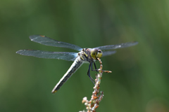 シオカラトンボ