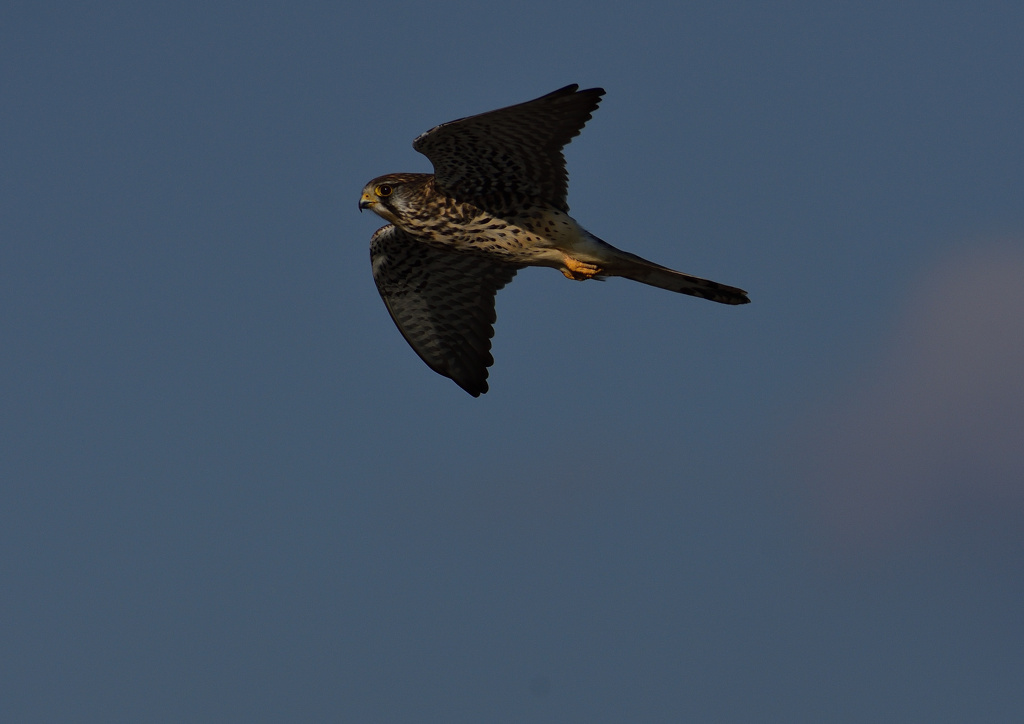 メスのチョウゲンボウ　１２/２３❸