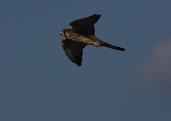 メスのチョウゲンボウ　１２/２３❸