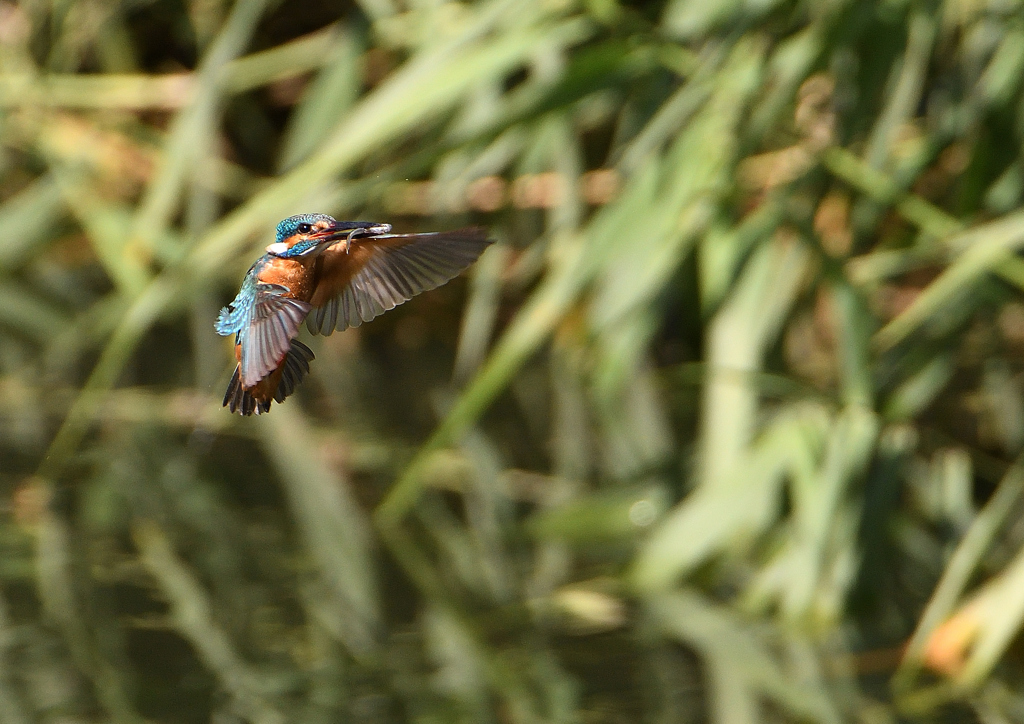今日のカワセミ　６/１７❹