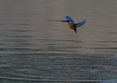 ホバリング　１２/２０❻