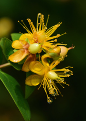 初夏に咲く　６/４❸