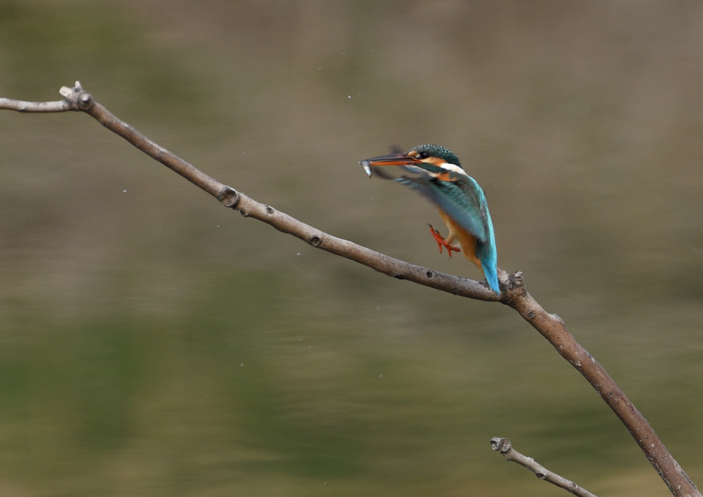 _190317_085408 DSC_7963